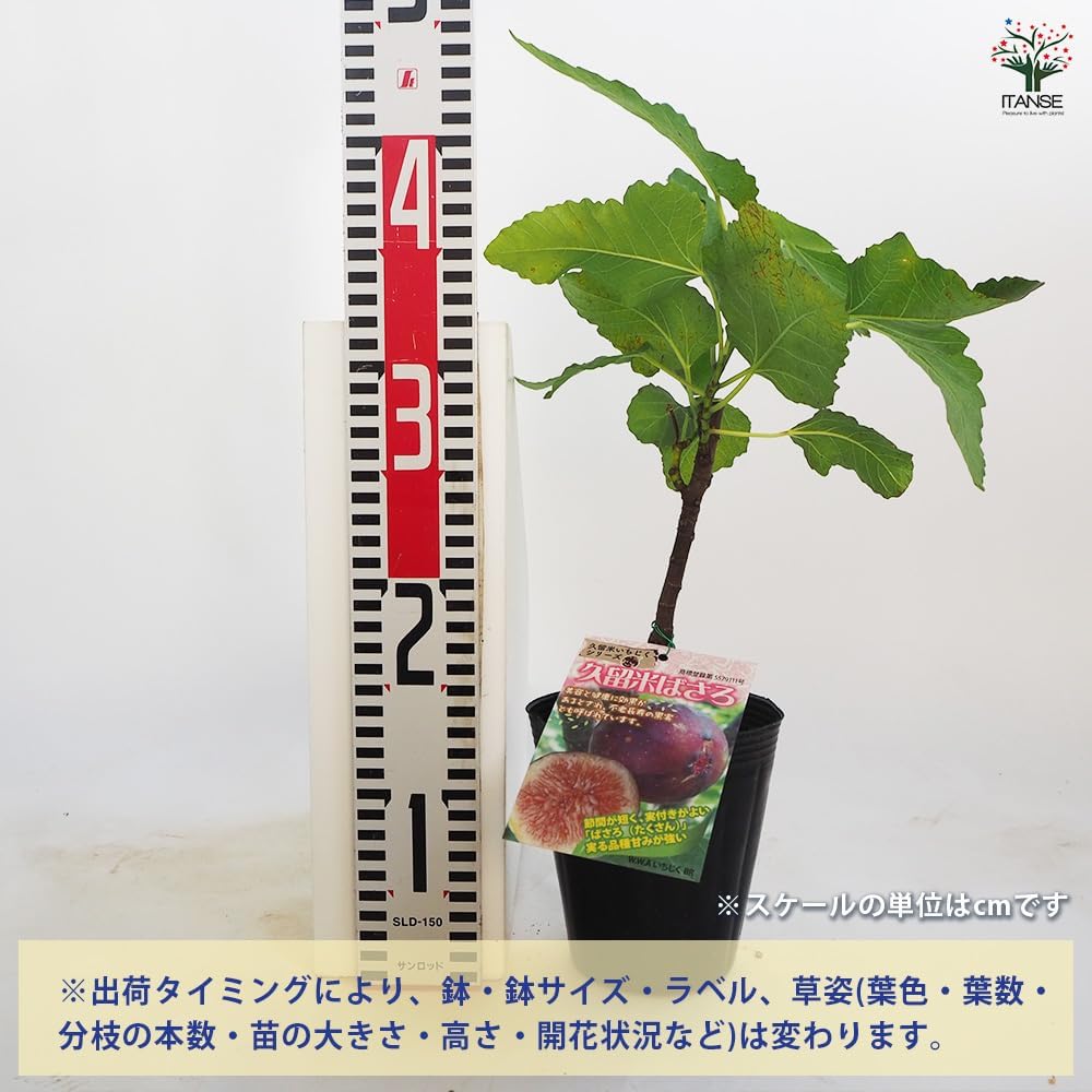 収穫実績有】 BlackMadeirakk ブラックマデイラkk イチジク苗木 収穫